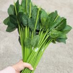 ساقه گل برگ دار