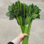 ساقه گل برگ دار - Image 2