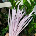 پیپ پاک کن خارجی بسته 10عددی - Image 7