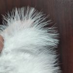 پر مدل قاصدک نیم متری برای دسته گل - Image 2