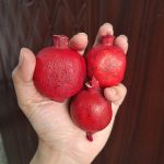 انار خشک بسته 5عددی ریز و درشت قاطی - Image 4