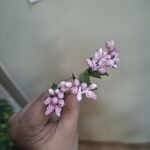 کلاله گل پرچم گل یک شاخه ای - Image 4