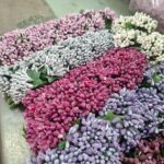 کلاله گل پرچم گل یک شاخه ای - Image 7