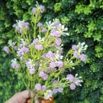 گل عروس مصنوعی  ژیپسوفیلا 7بازو دسته ای - Image 2